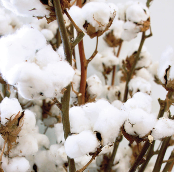 Egyptian Cotton Balls