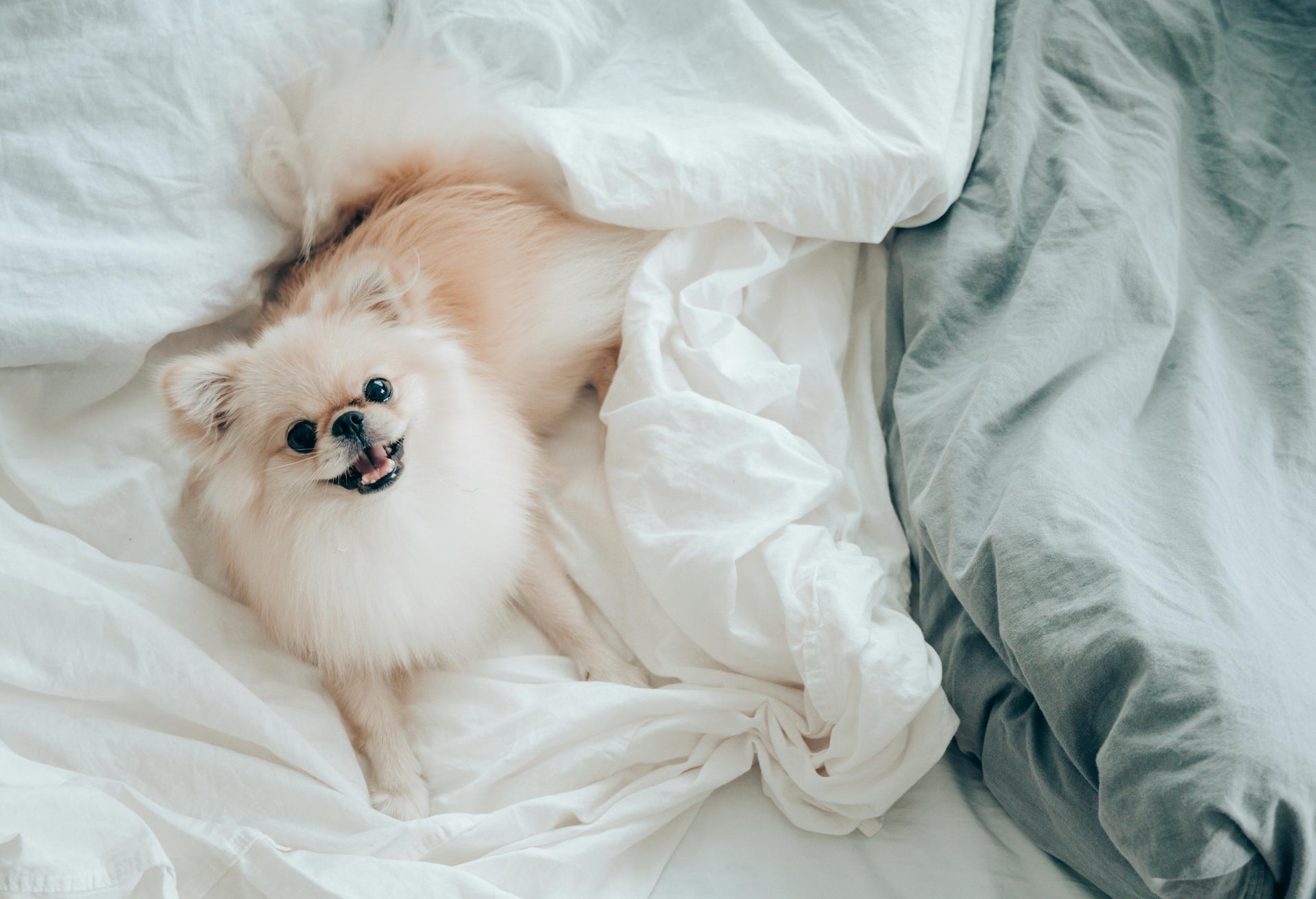 best-bedding-sheets-for-dogs-dog-owners-canada