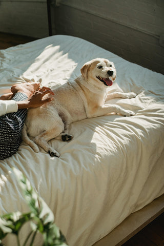 best-sheets-for-dogs-canada